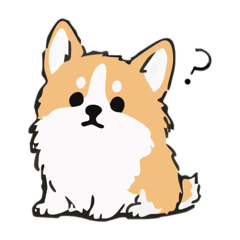 Puppy Corgi dog