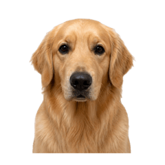 suzuka_20260426203952