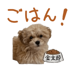 KamekichiYK_20260426181218