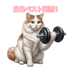 Muscular cat,Mitarashi