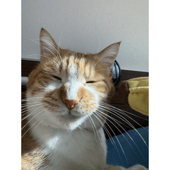 Orange tabby cat Moca Stickers