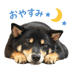 Leo the Black Shiba | Useful Stickers