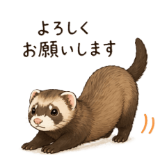 Canadian Ferret Daily Stickers