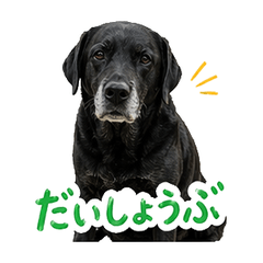 Murata | Gentle Black Lab Dail