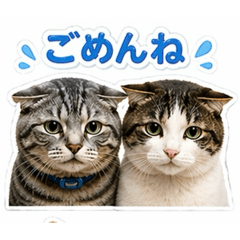 家猫チョロとソラ