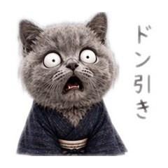 American Shorthair CHIBI