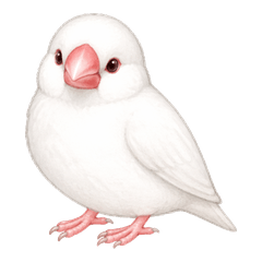 White Java Sparrow Stickers