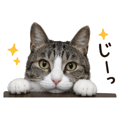 FukuFuku Cat Stickers
