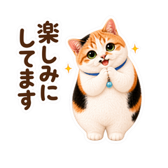 Sowa, the chubby calico cat mamatomo
