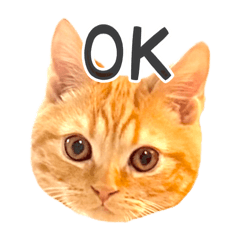 Melon.cat.