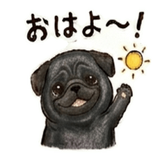 Black Pug Everyday Stickers