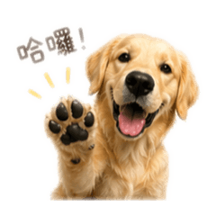 黃金獵犬 布丁