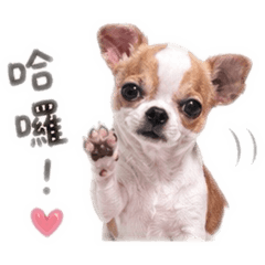 超萌吉娃娃小饅頭 Chiwawa Daily