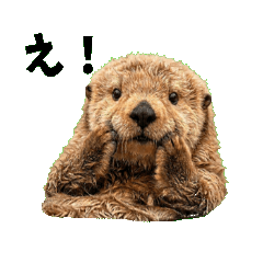 Sea otter for everyday use