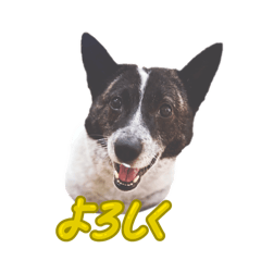 Kobe Pinky Animal Rescue