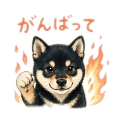 Happy Black Mameshiba