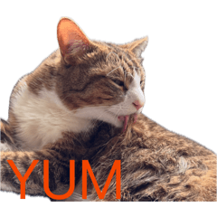 Cats Life222222