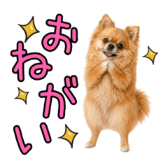 ケダマイヌの日常