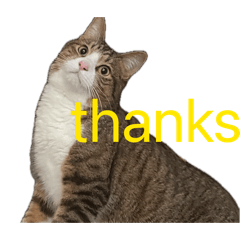 Cats Life2222222