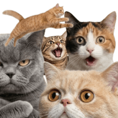 Too real cat vol.1