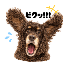 tuchi_20260426193759