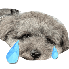 pawpao_20260426193741