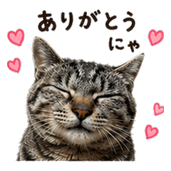 Haku the Stray Cat