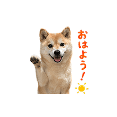 Real Shiba Inu Daily Stickers