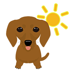 Dachshund with smooth-haired, red