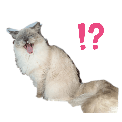 Shohei_20260425142656