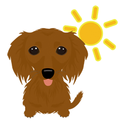 Dachshund with long-haired, red