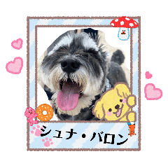 ringo_20260426175717