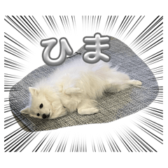 spika_20260426201653