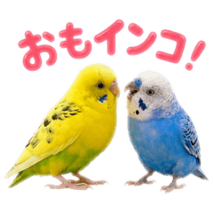 Cute two budgies