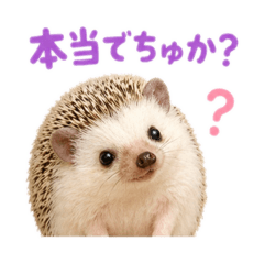 Cutest baby hedgehog