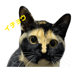 kunugibaru - Shinsyuji_20260421093246