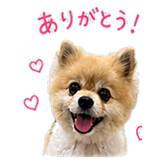 Orange Pomeranian's Daily Life1