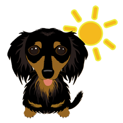 Dachshund with long-haired, black&tan