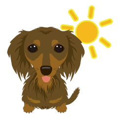 Dachshund with long-haired, choco&tan