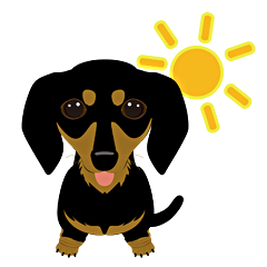 Dachshund with smooth-haired, black&tan