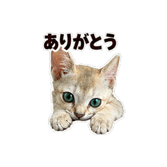 Aru the Singapura Kitten Stickers