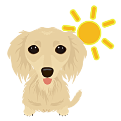 Dachshund with long-haired, cream