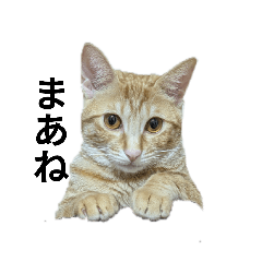 asari_20260425151154