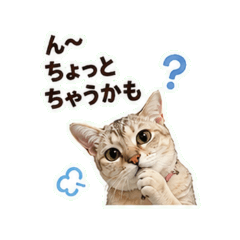 Singapura Cat Kansai Dialect Stickers