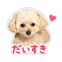 Daily sticker of cute Chiwapoo