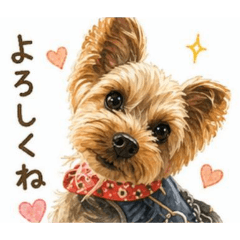 Yorkshire Terrier 8