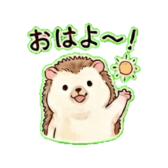 Hedgehog'Hacchan'