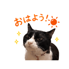 Natsu Cat Stickers