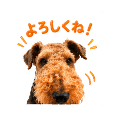 airedale terrier-Daily Chat Stickers