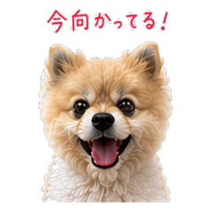 Orange Pomeranian's Daily Life2